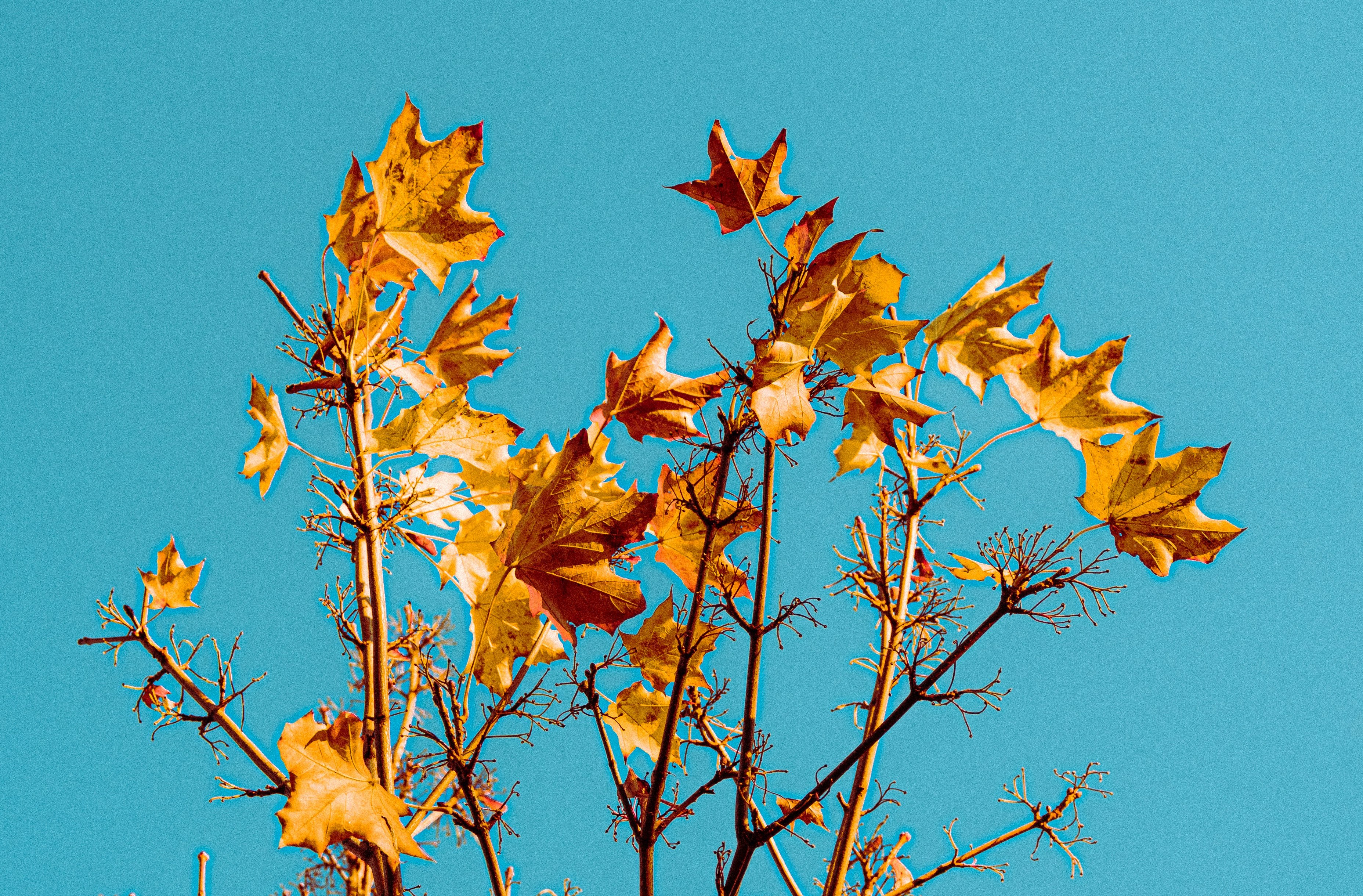 A minimalistic photo of autumn leaves