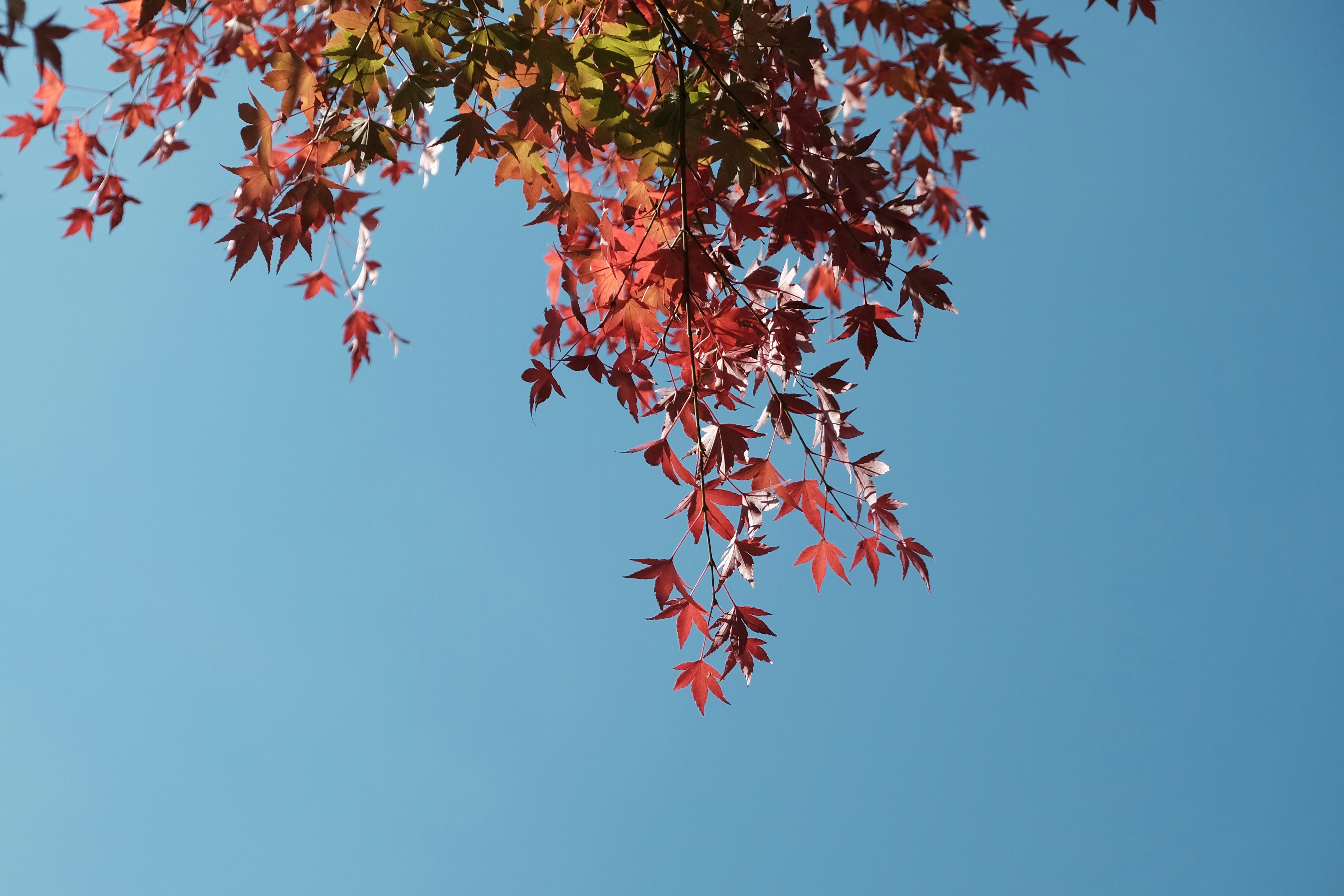 A minimalistic photo of autumn leaves on a sunny day