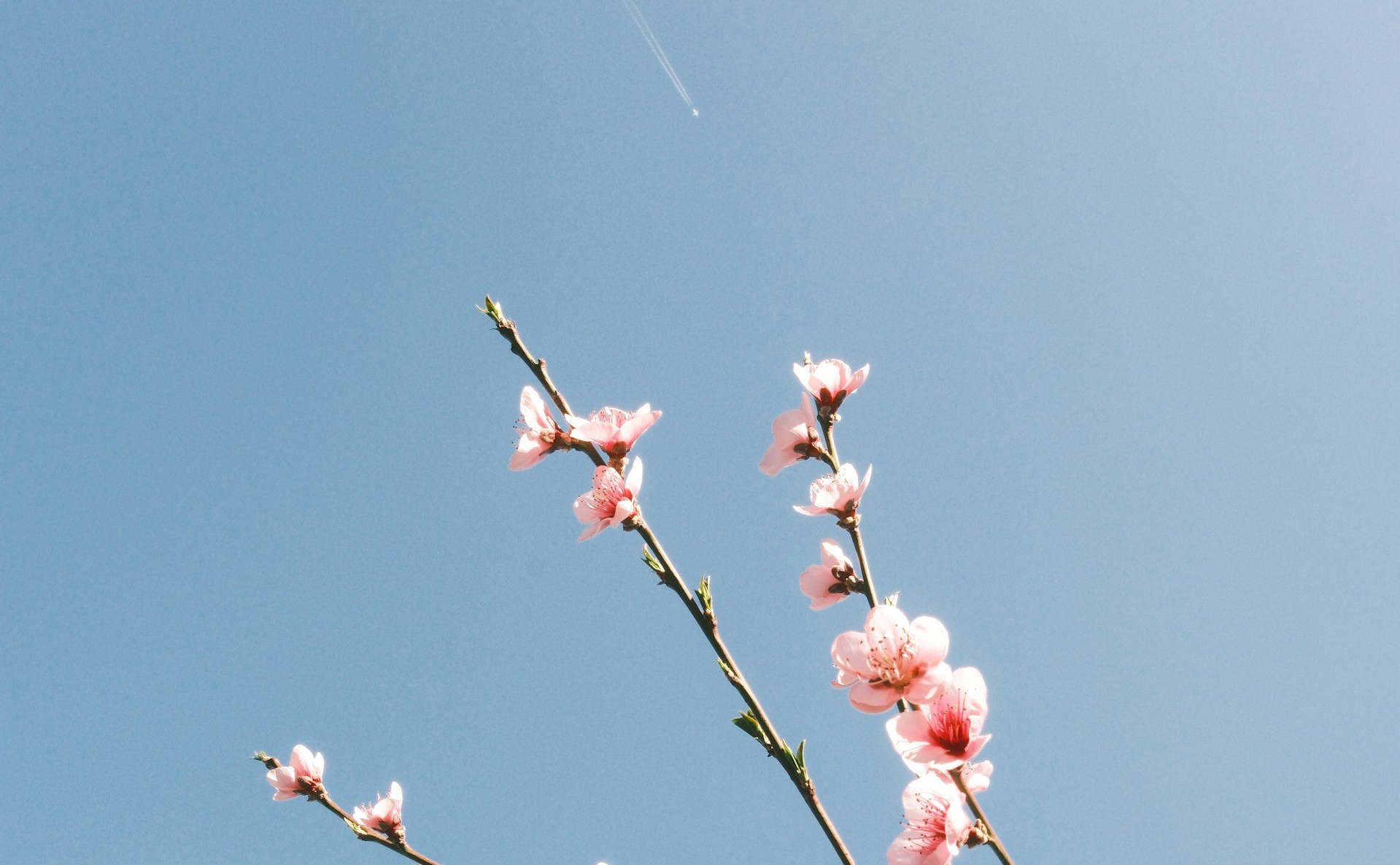 cherry blossoms with a blue sky background